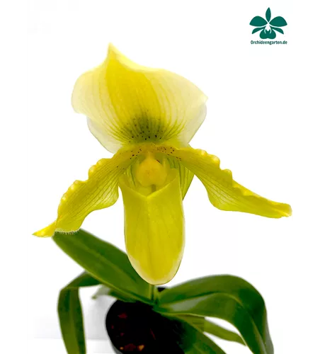 Paphiopedilum Valerie Tonkin x Pinocchio gelb