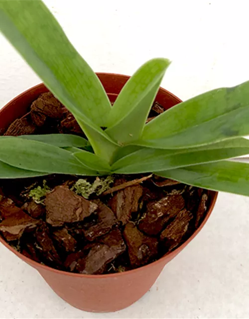 Paphiopedilum Valerie Tonkin x Pinocchio gelb