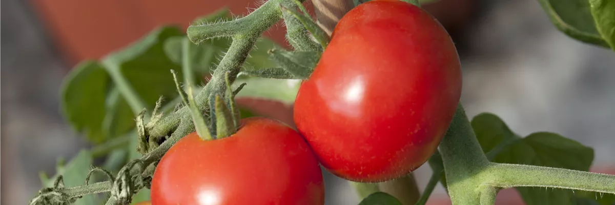 Solanum lycopersicum