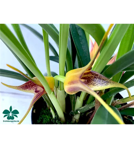 Masdevallia × measuresiana