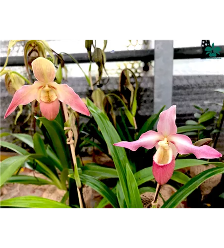 Phragmipedium longifolium x Hanne Popow
