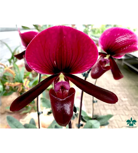 Paphiopedilum Black Jack