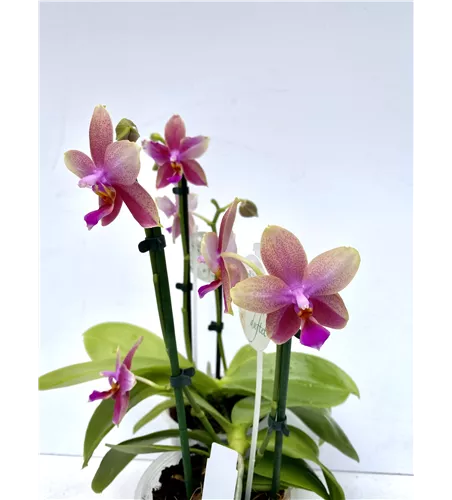 Phalaenopsis Liodoro