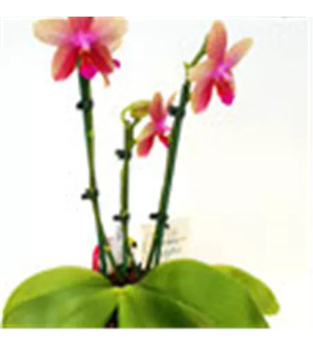 Phalaenopsis Liodoro