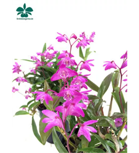 Dendrobium kingianum