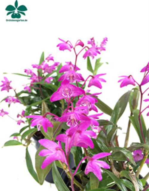 Dendrobium kingianum