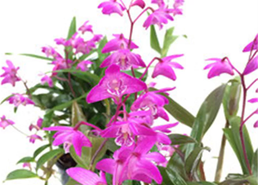 Dendrobium kingianum