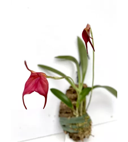 Masdevallia barleana