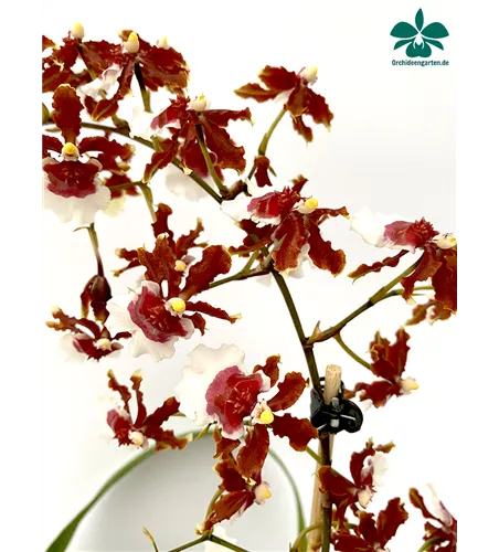 Oncidium Jairak Fragrance lang