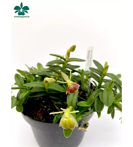 Epidendrum porpax