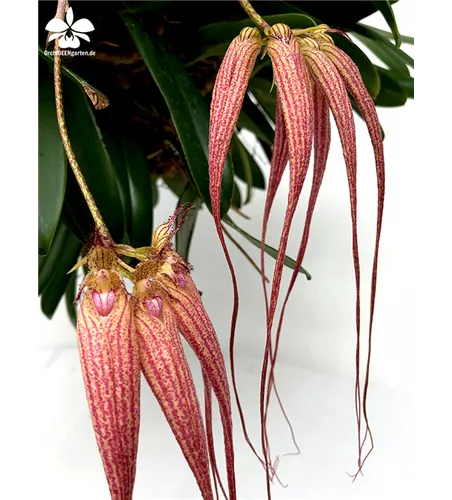 Bulbophyllum Elizabeth Ann Buckleberry