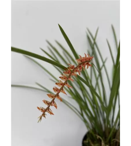 Dendrochillum arachnitis