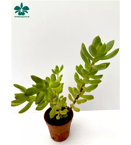 Crassula spec.