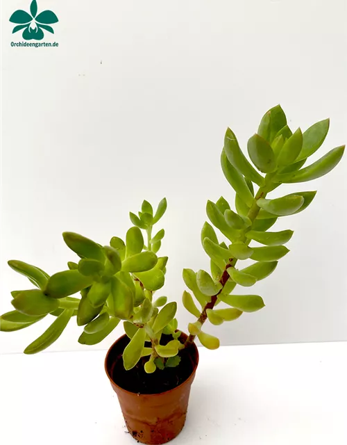 Crassula spec.