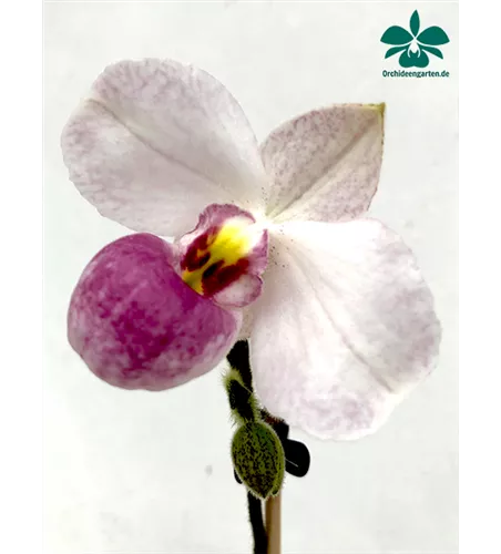 Paphiopedilum delenatii