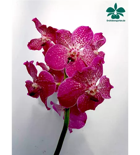 Vanda Hybride Pink