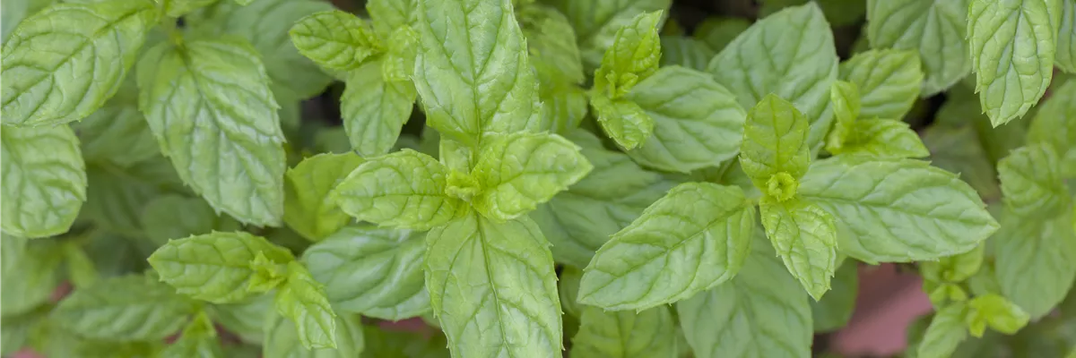 Mentha spicata