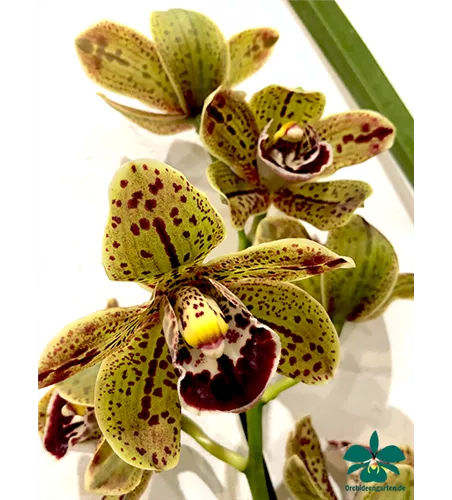 Cymbidium Hariet Ishitani ‚ Joyce‘
