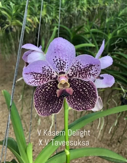 Vanda Kasem´s Delight x Vanda Taveesuksa