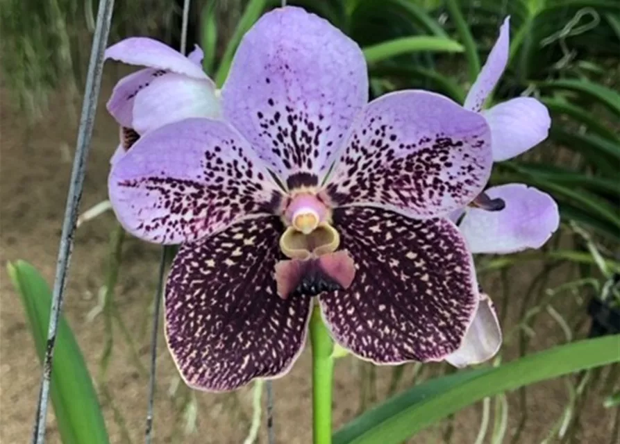 Vanda Kasem´s Delight x Vanda Taveesuksa