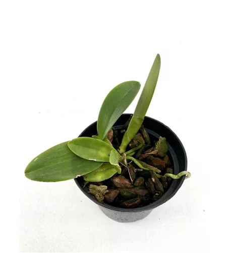 Rlc. Yen 24 Carat x Lisa Ann