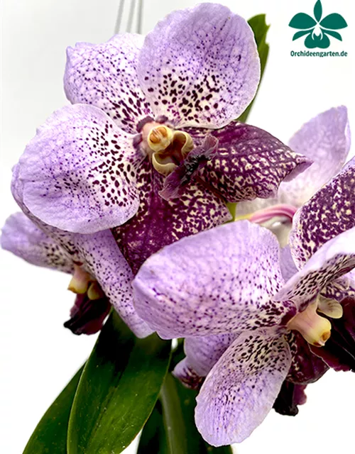 Vanda Kasem´s Delight x Vanda Taveesuksa