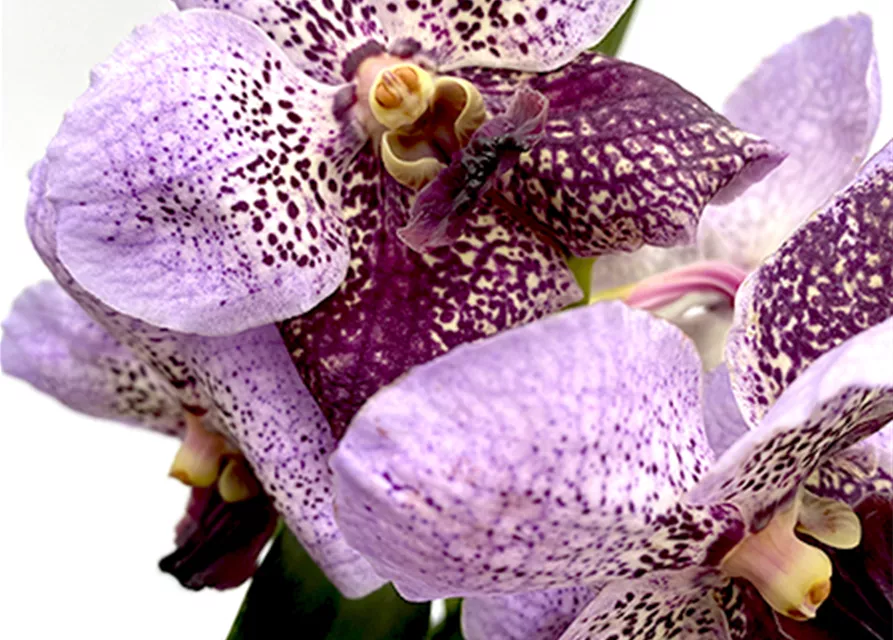 Vanda Kasem´s Delight x Vanda Taveesuksa