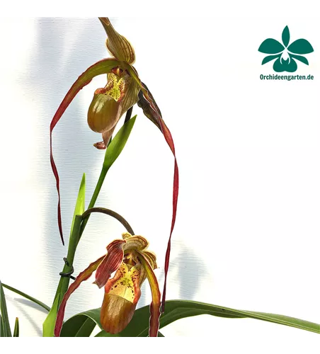 Phragmipedium Nitidissimum