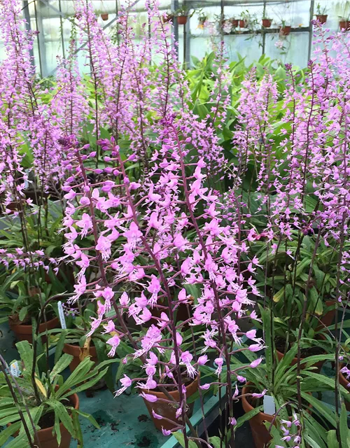 Stenoglottis longifolia