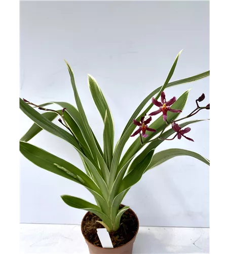 Oncidium Katrin Zoch variegatum