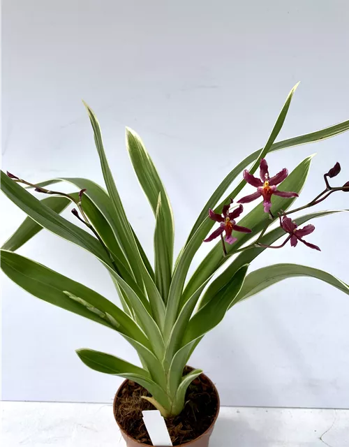 Oncidium Katrin Zoch variegatum