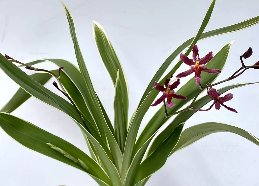 Oncidium Katrin Zoch variegatum