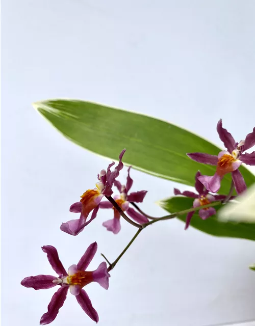 Oncidium Katrin Zoch variegatum