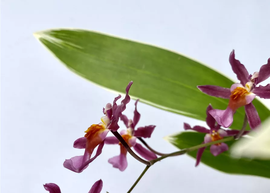 Oncidium Katrin Zoch variegatum