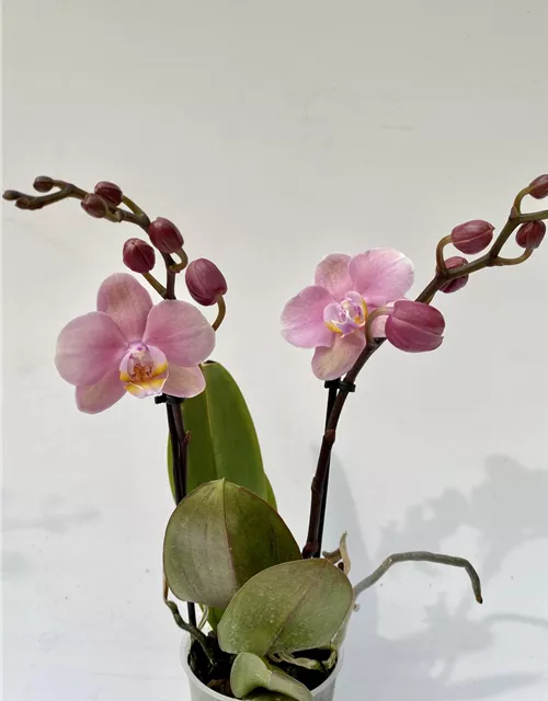 Phalaenopsis große rosa Blüten 