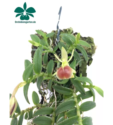 Epidendrum porpax