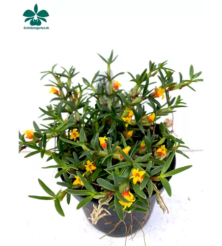 Mediocalcar decoratum