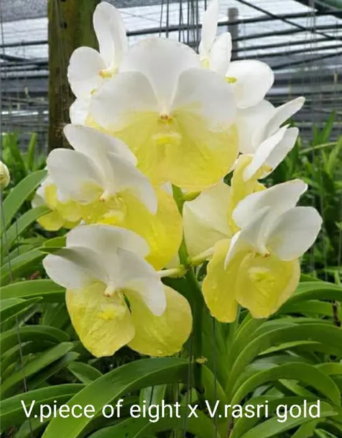Vanda Piece of Eight x Rasri 'Gold'