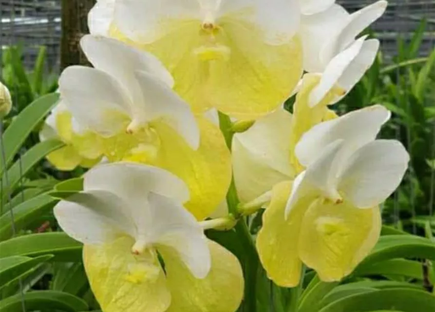 Vanda Piece of Eight x Rasri 'Gold'