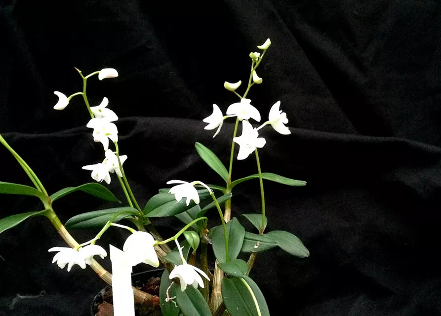 Dendrobium kingianum alba