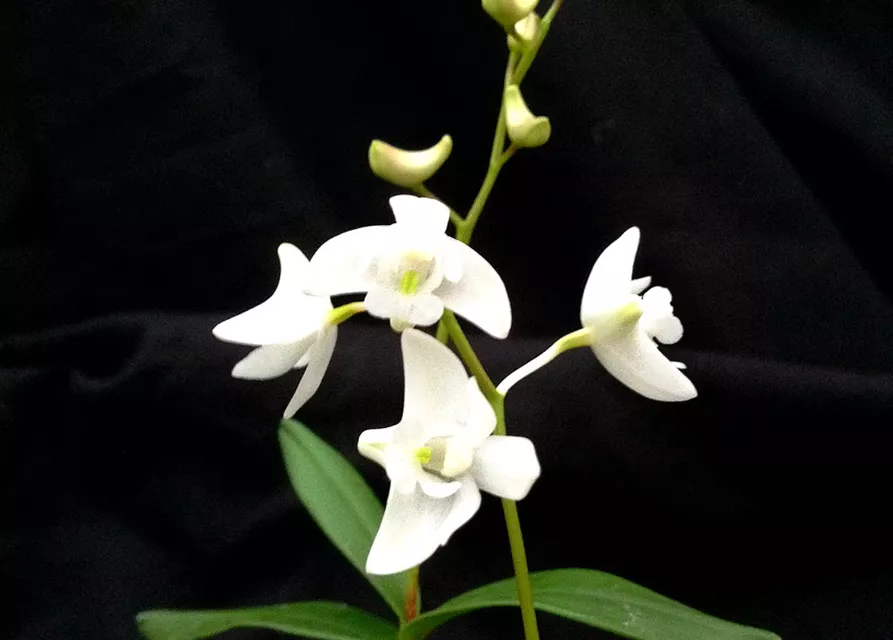 Dendrobium kingianum alba