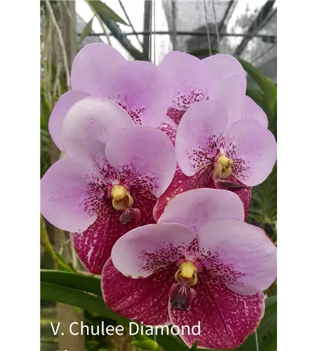 Vanda sanderiana x Taveesuksa