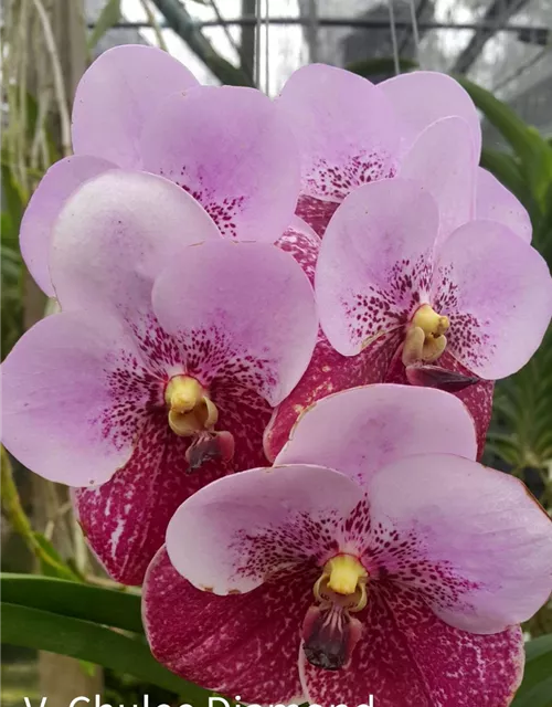 Vanda sanderiana x Taveesuksa