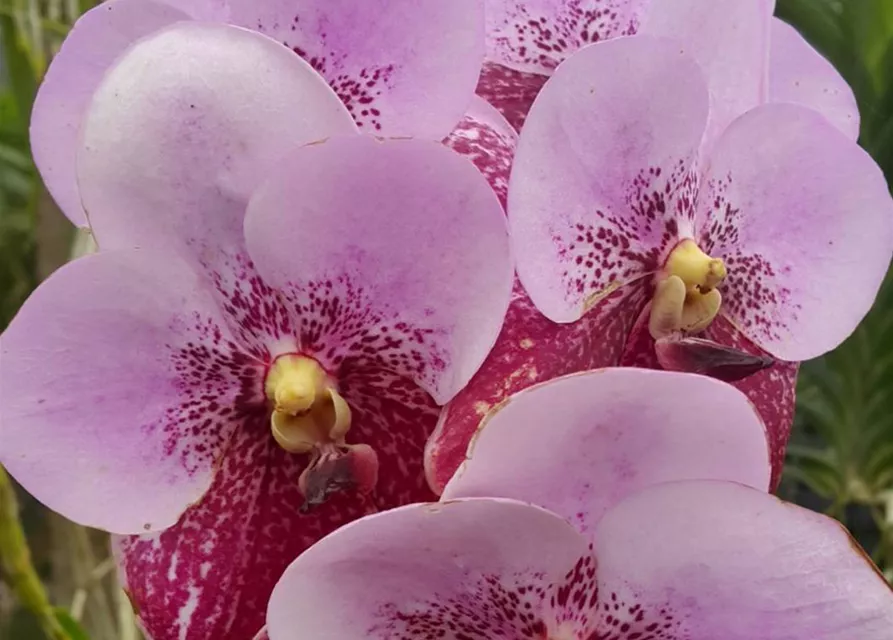 Vanda sanderiana x Taveesuksa