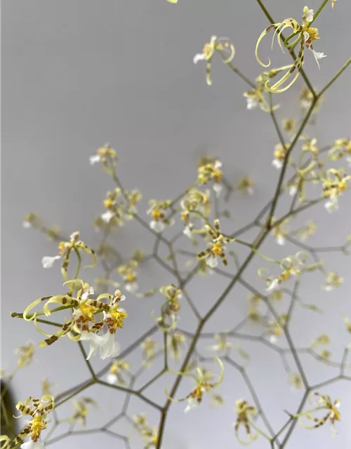 Oncidium phymatochillum
