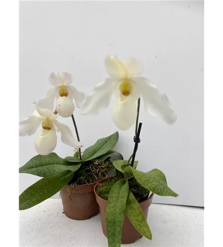 Paphiopedilum Deperle 