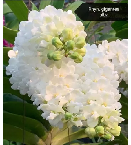 Rhynchostylis gigantea