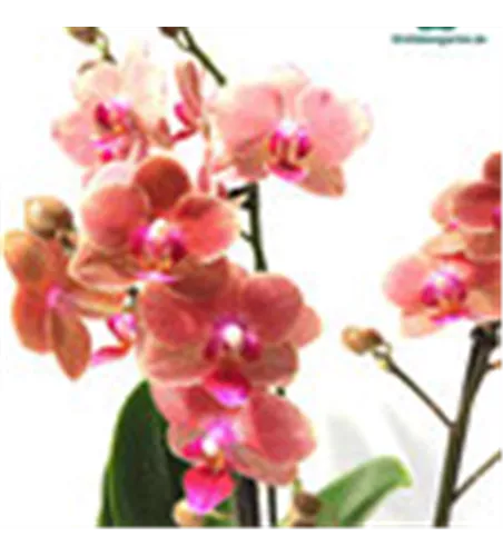 Phalaenopsis Hybride creme/lachs Überraschungsmix