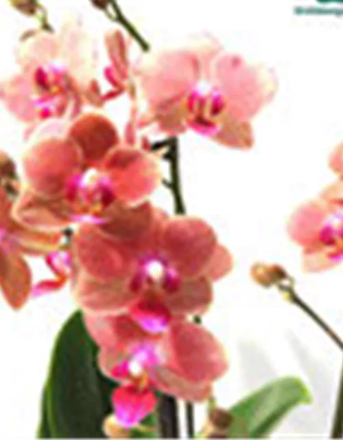 Phalaenopsis Hybride creme/lachs Überraschungsmix