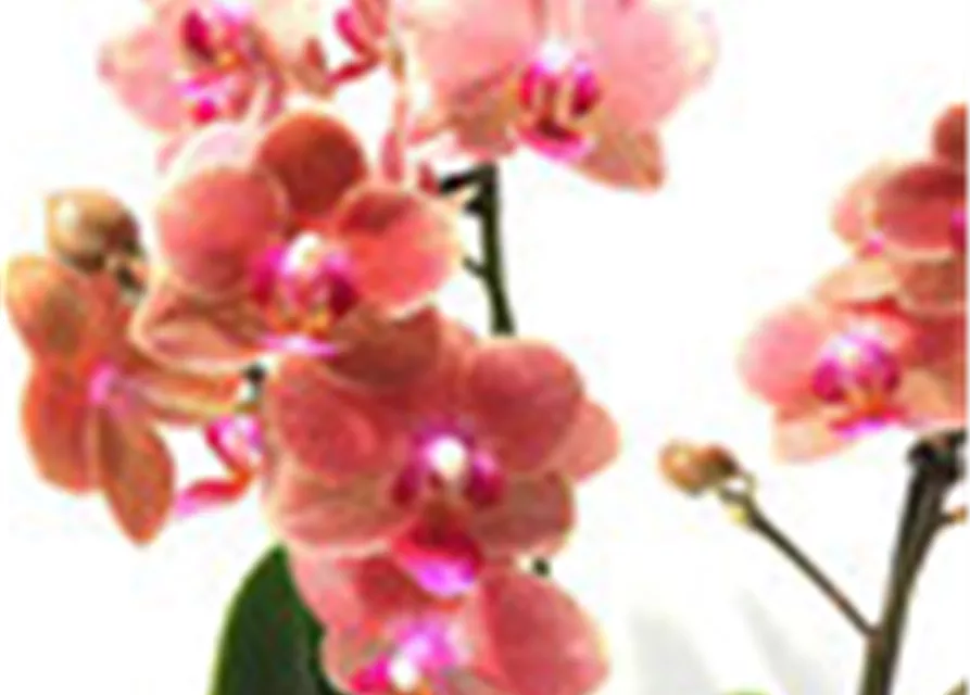 Phalaenopsis Hybride creme/lachs Überraschungsmix